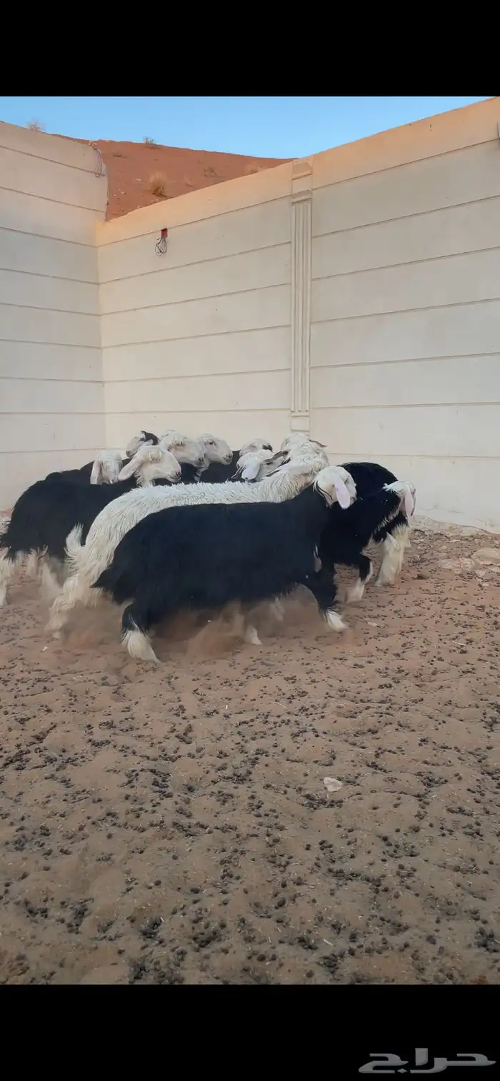 رخال نجد فاخره 4