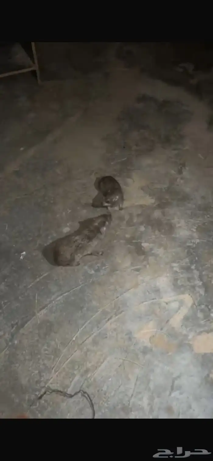 و   ب   ر   ا   ن 1