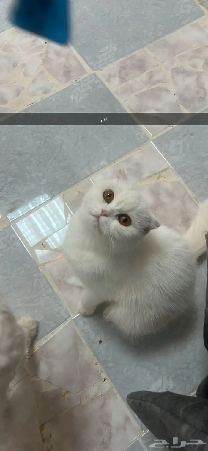 كتن سكوتش للبيع 7