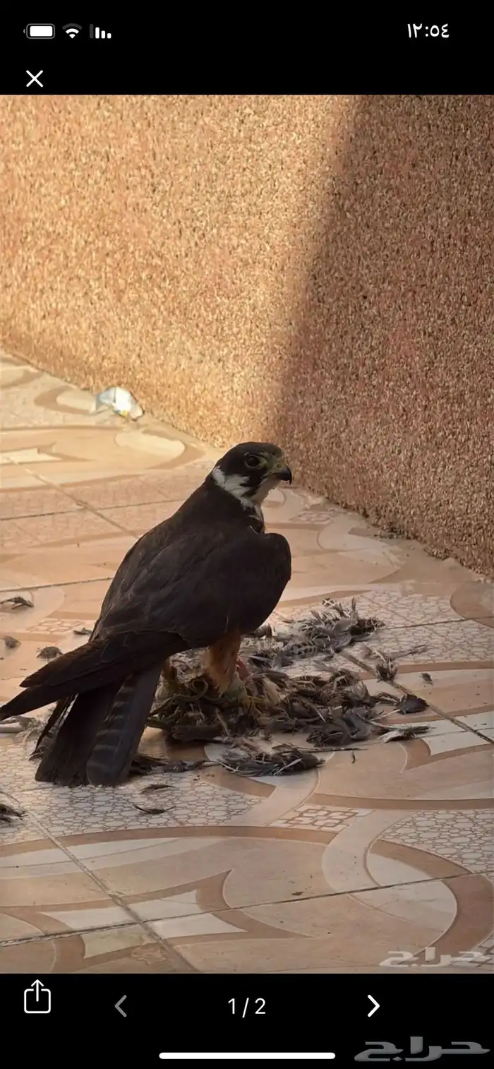 مطلوب بكه في المجمعه 0