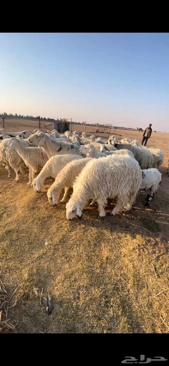 رخال جذعات وثنوات وقليل رباع بفحلها فيها 2 متابيع 6