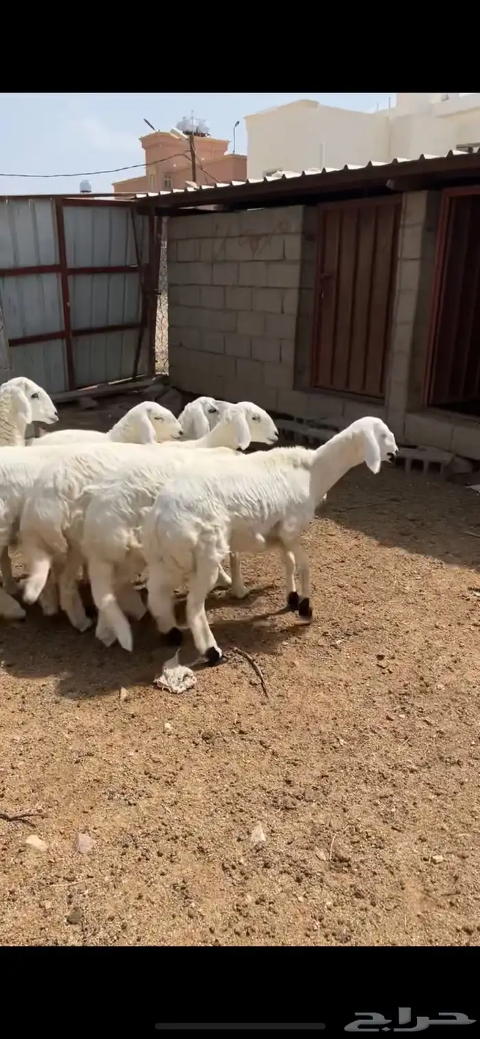 رخال صنففف تم البيع 3