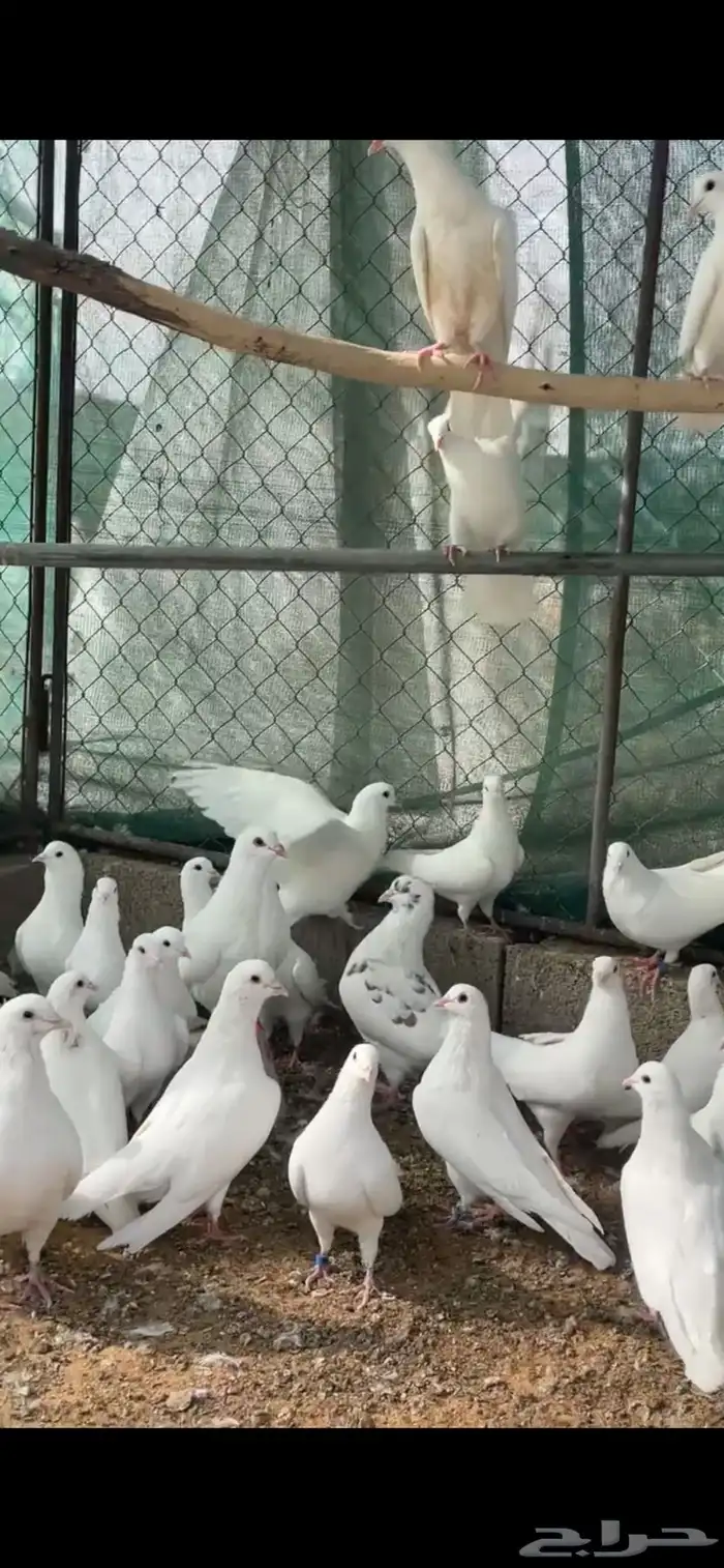 حمام فرنسي 1