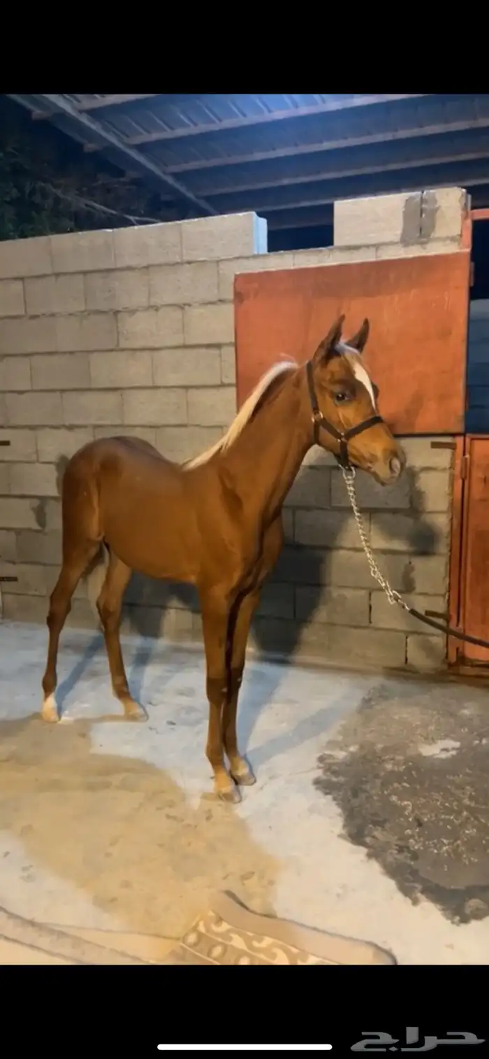 خيل مهر للبيع 0