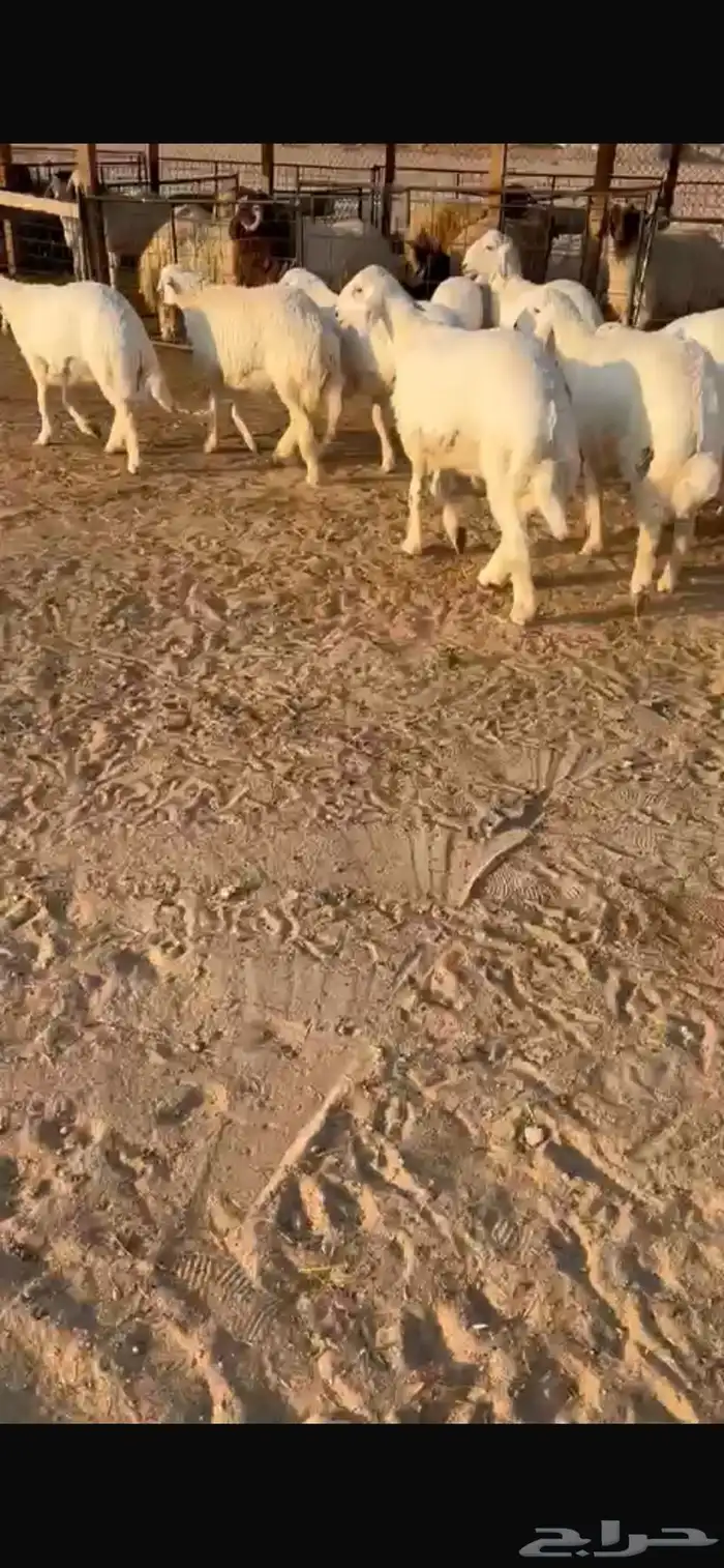 بهم عمره 7شهور حلال نظيف مشروط 1