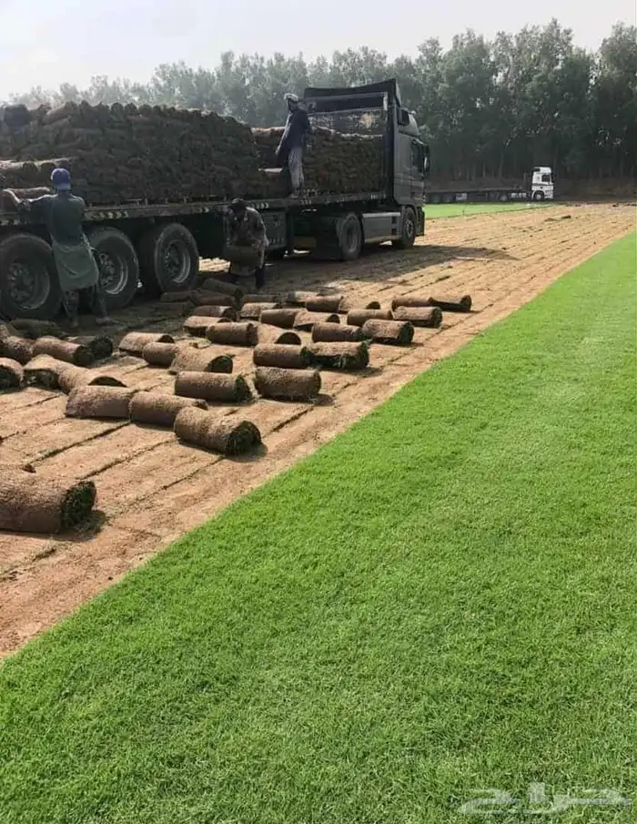 نجيل طبيعي 3