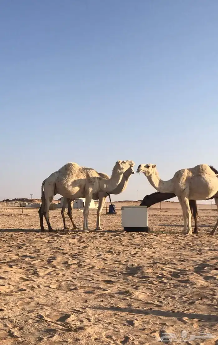 القحتين وبكره صفرا وعشرا مسحوب ولدها على جميع الشروط 0