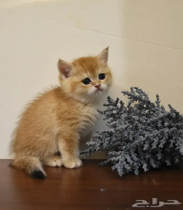 كتن قطط سكوتش 2