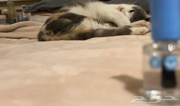 قطة حامل للتبني 3