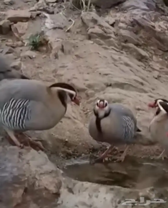 زوجين قهد عربي جبلي وحجل صفرد جبلي 0