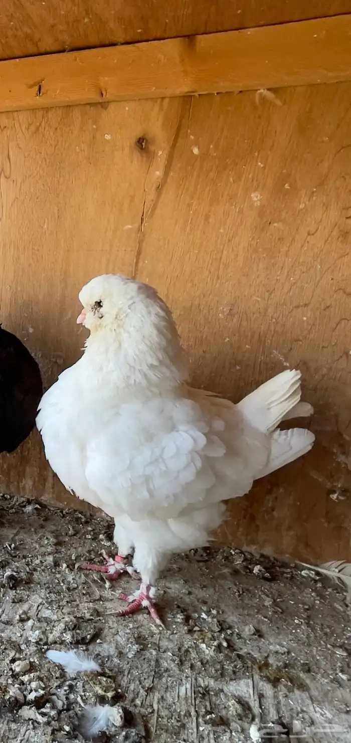 حمام كنق مودينا الحد 100 0