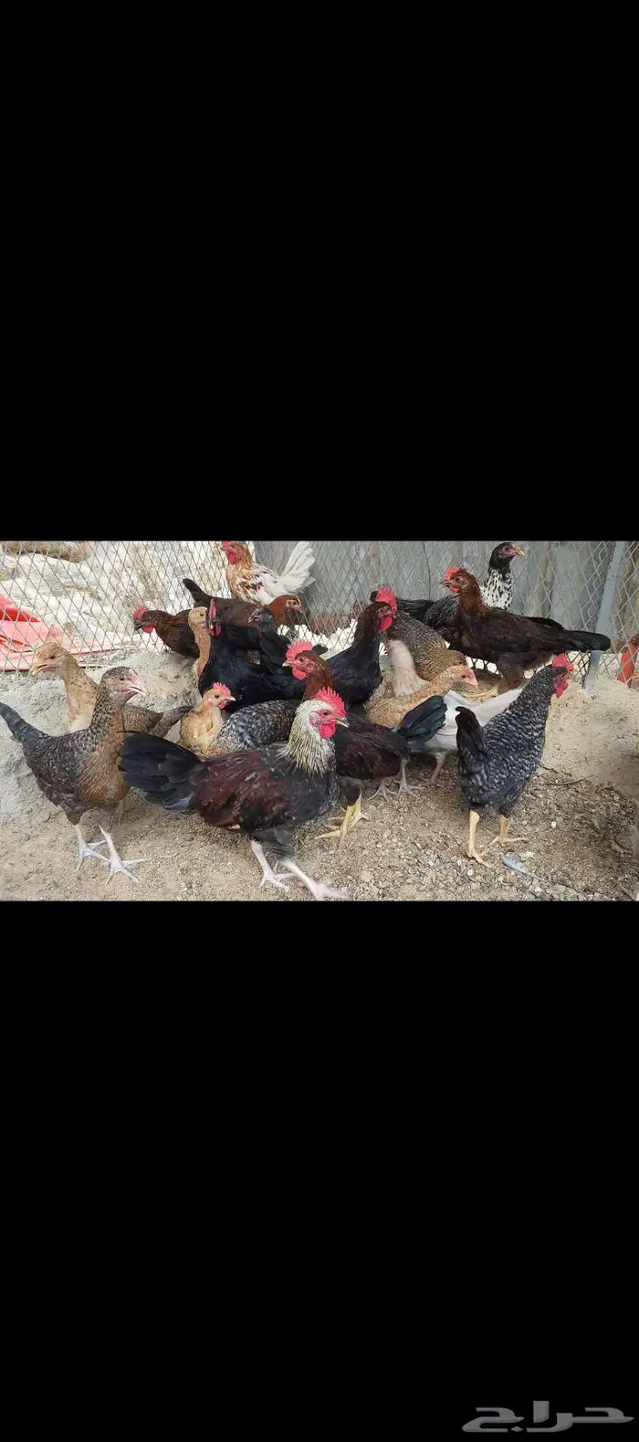 دجاج للبيع الموقع الداير 0