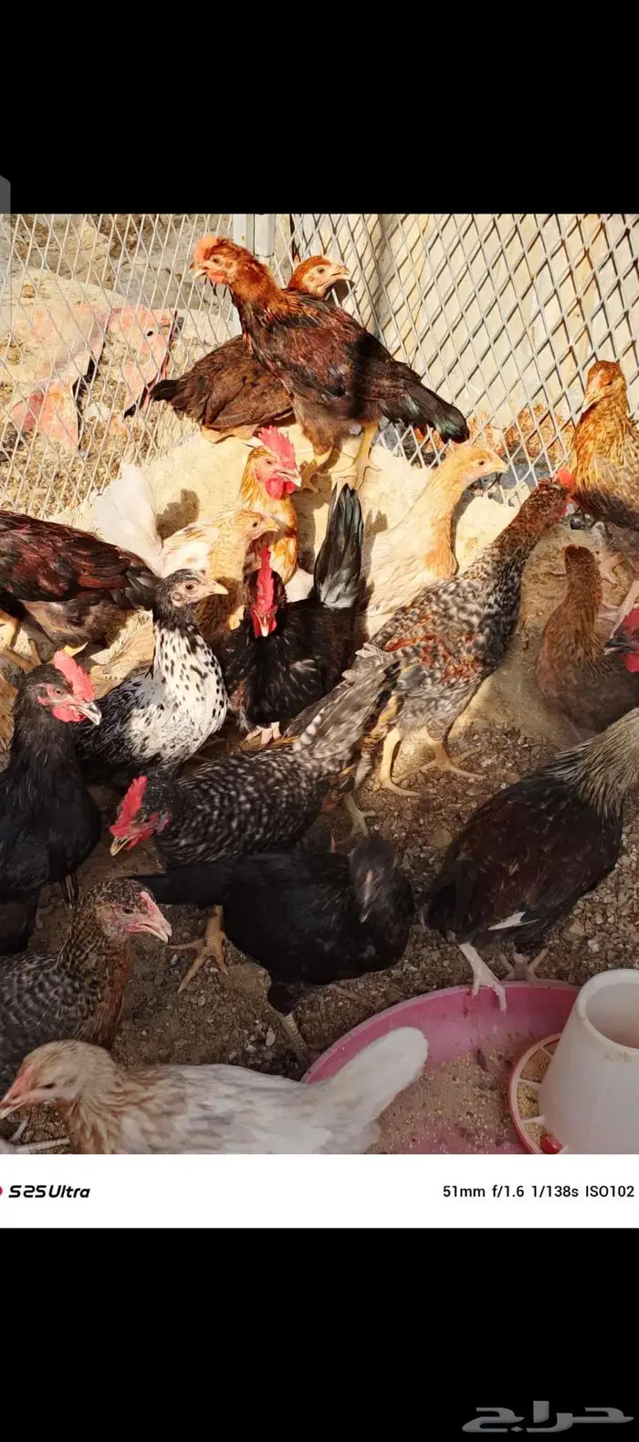 دجاج للبيع الموقع الداير 2
