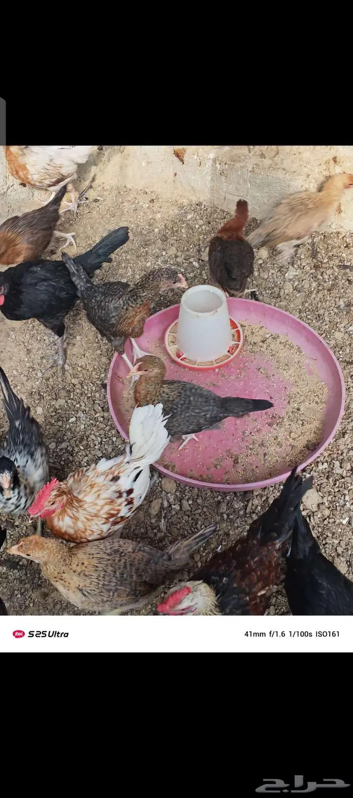 دجاج للبيع الموقع الداير 1