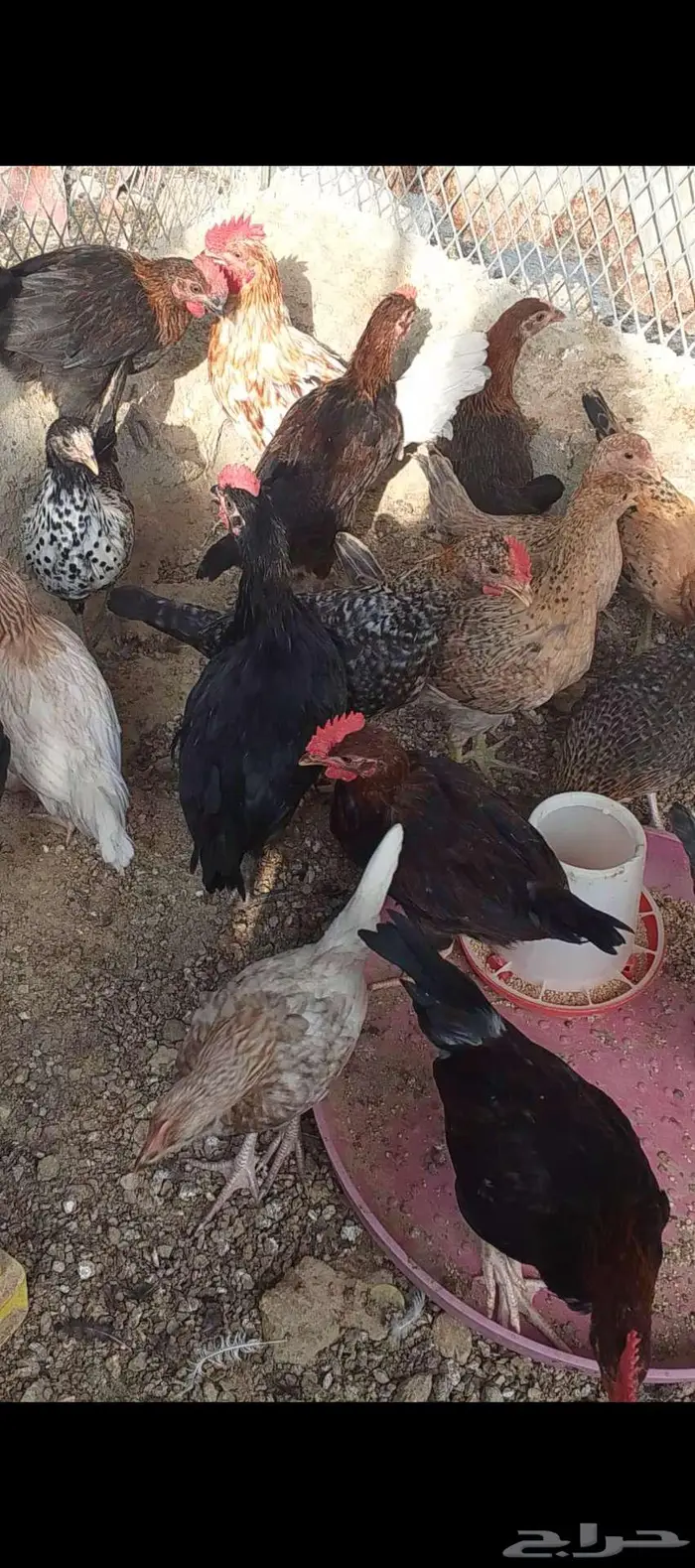 دجاج للبيع الموقع الداير 3