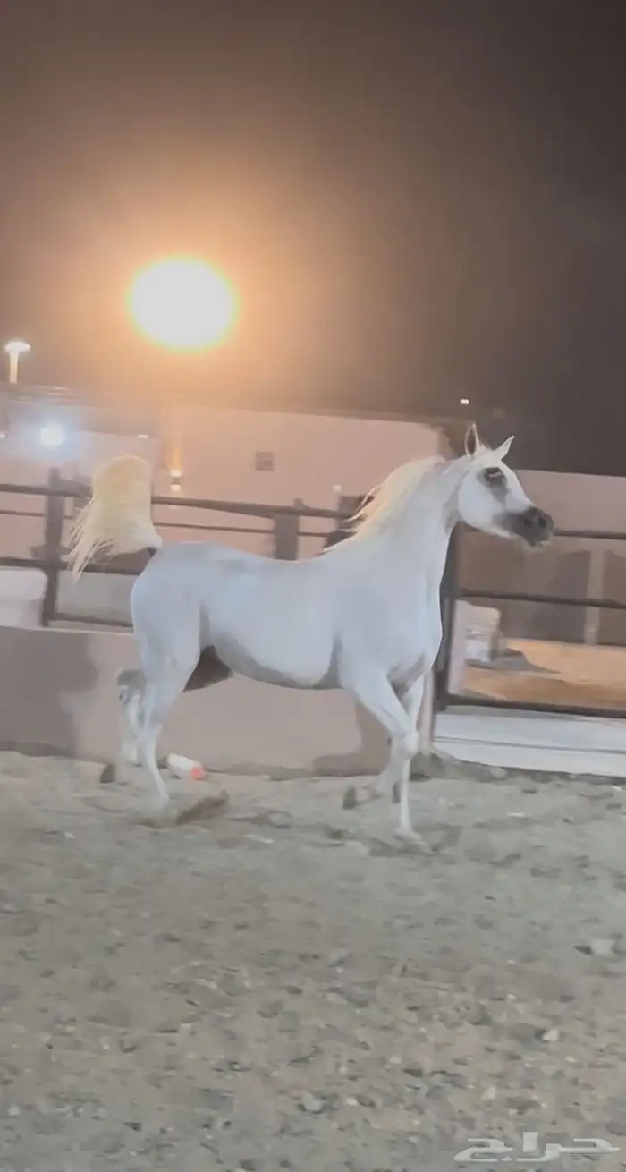 فرس واهو فاخره ونسب قوي 2