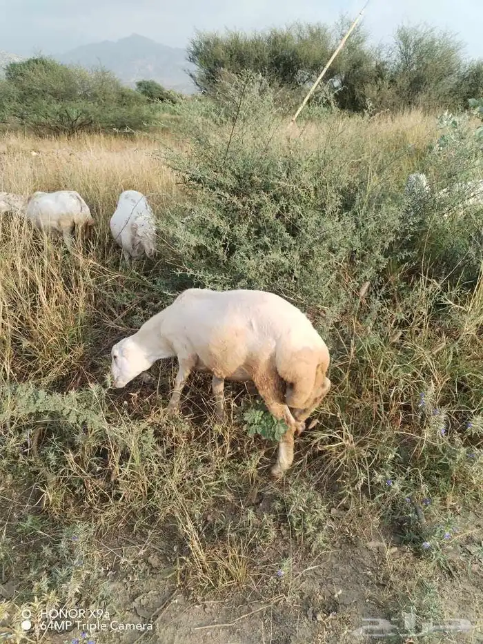 فرير للبيع على السوم 1