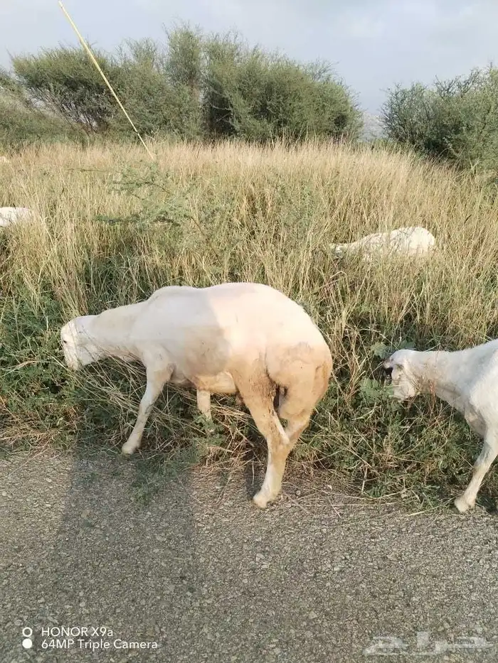 فرير للبيع على السوم 3