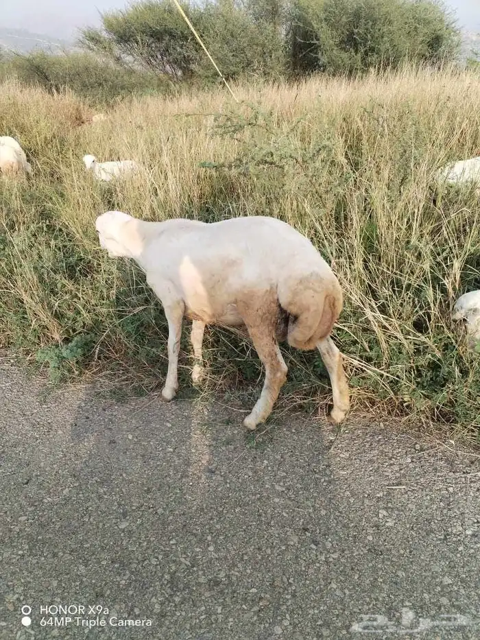 فرير للبيع على السوم 2