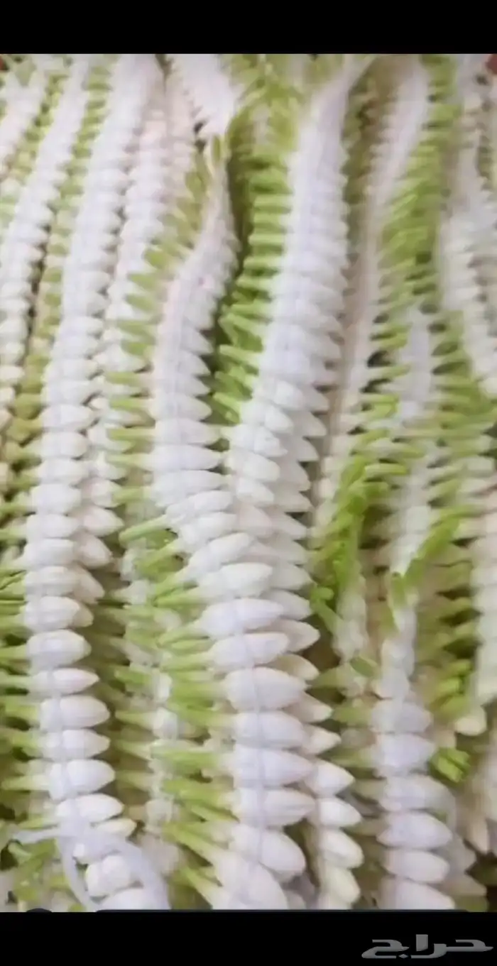 فل ورد طبيعي لتواصل والحجز وتساب 22