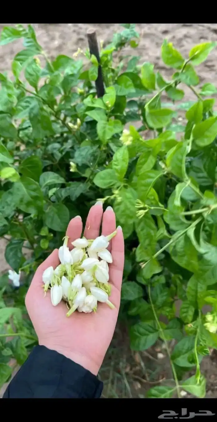 فل ورد طبيعي لتواصل والحجز وتساب 25