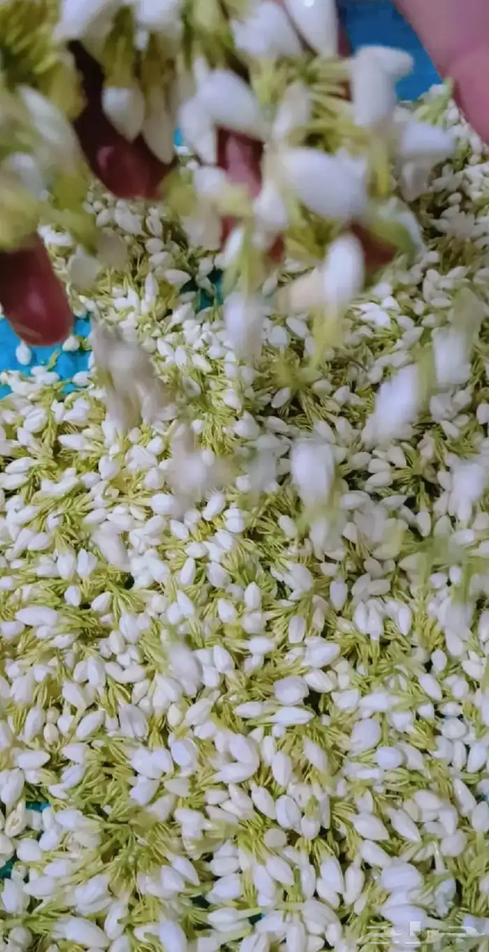 فل ورد طبيعي لتواصل والحجز وتساب 23