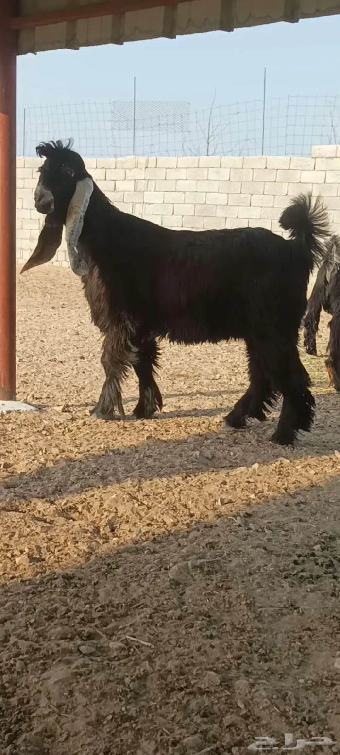 للبيع جذع عارضي صنف 0