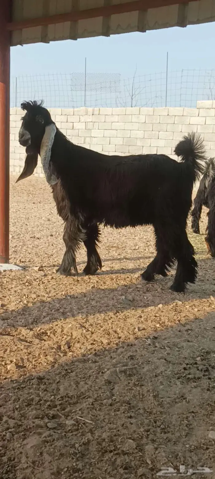 للبيع جذع عارضي صنف 1