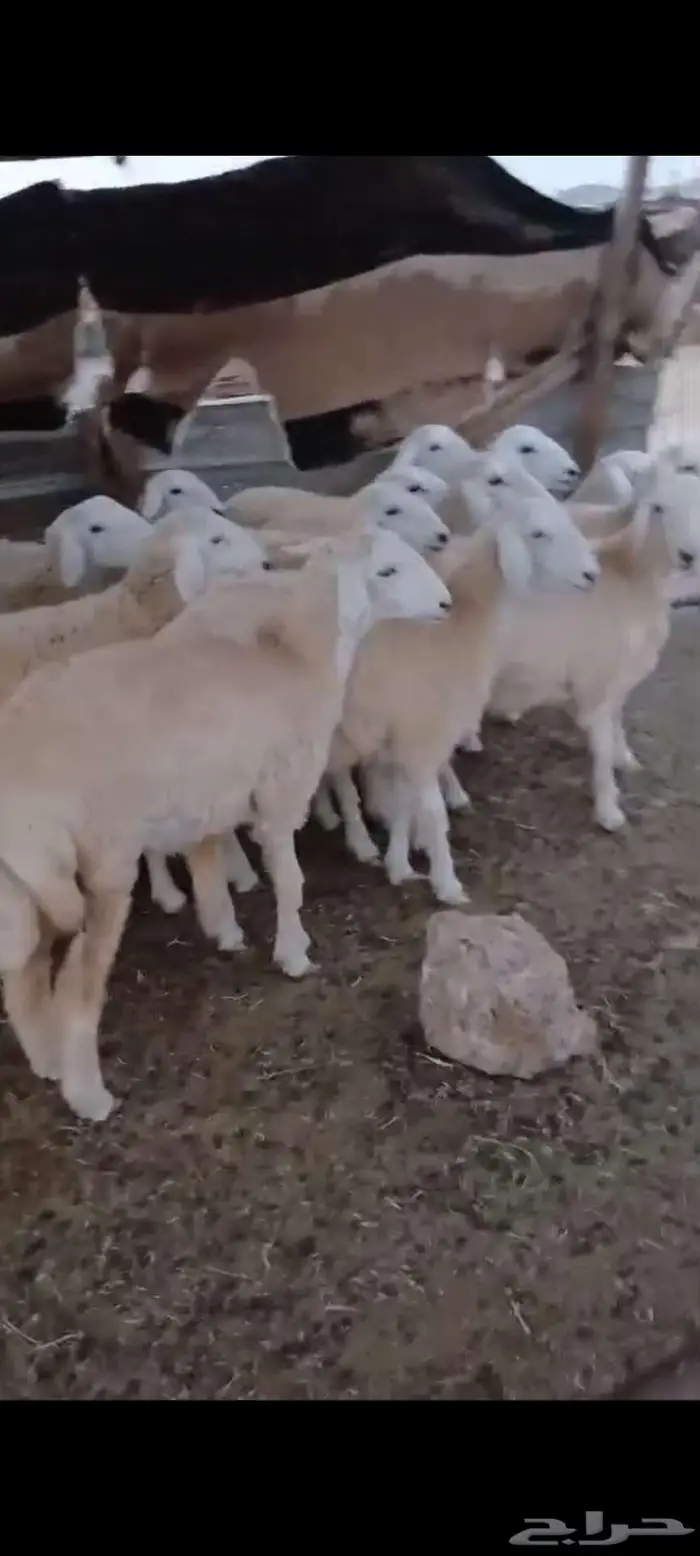 طليان ذبايح رخال مقنا وذبايح وفحول 2