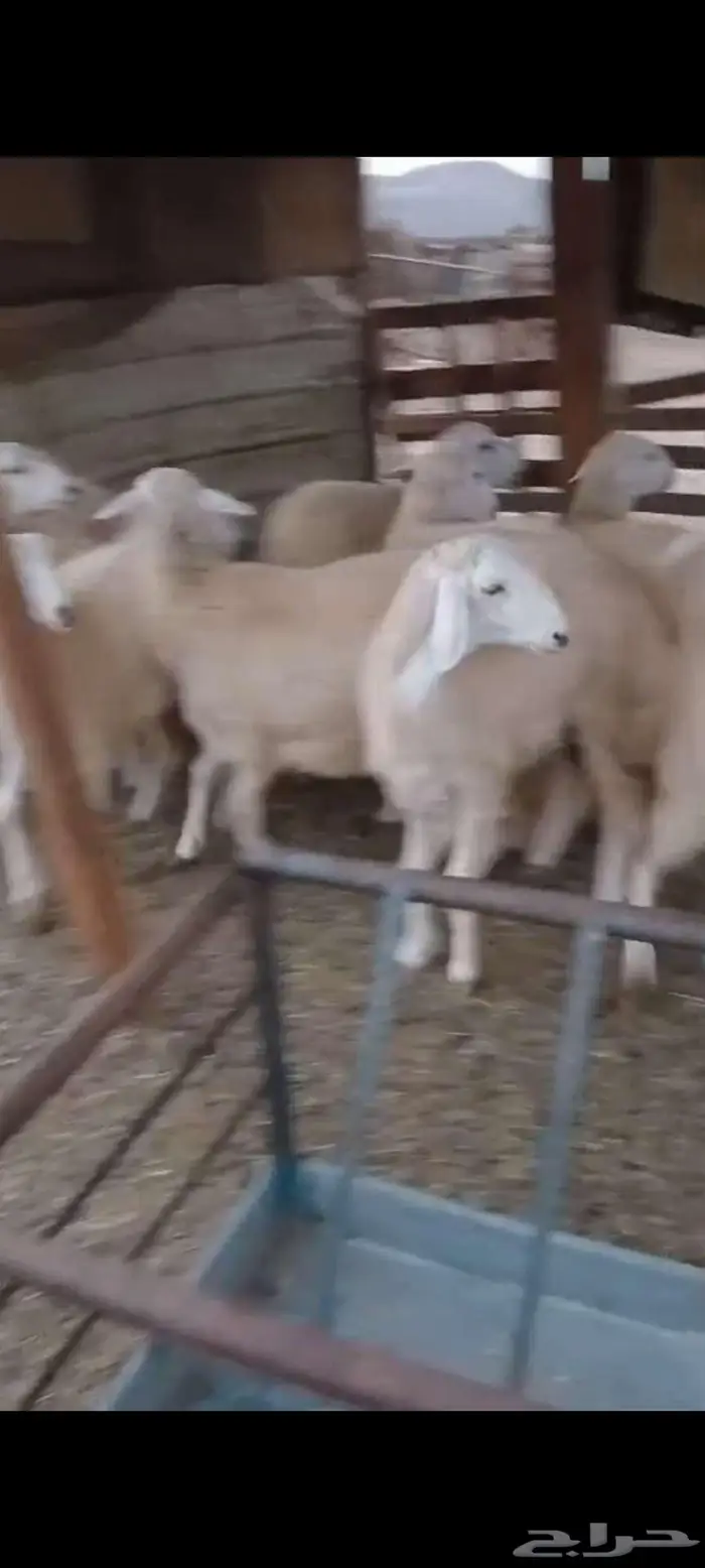 طليان ذبايح رخال مقنا وذبايح وفحول 3