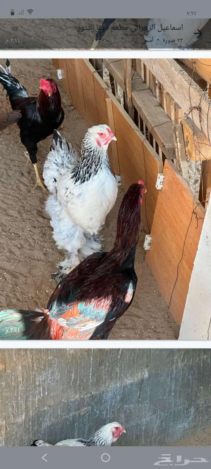 دجاج باكستاني و هولندي و امريكي و فقاسه وحضنه 12