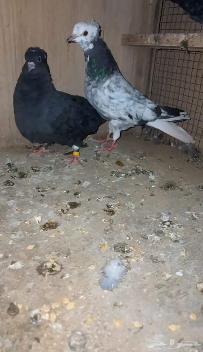 حمام قطايف زواجين طيب با الحيل 1