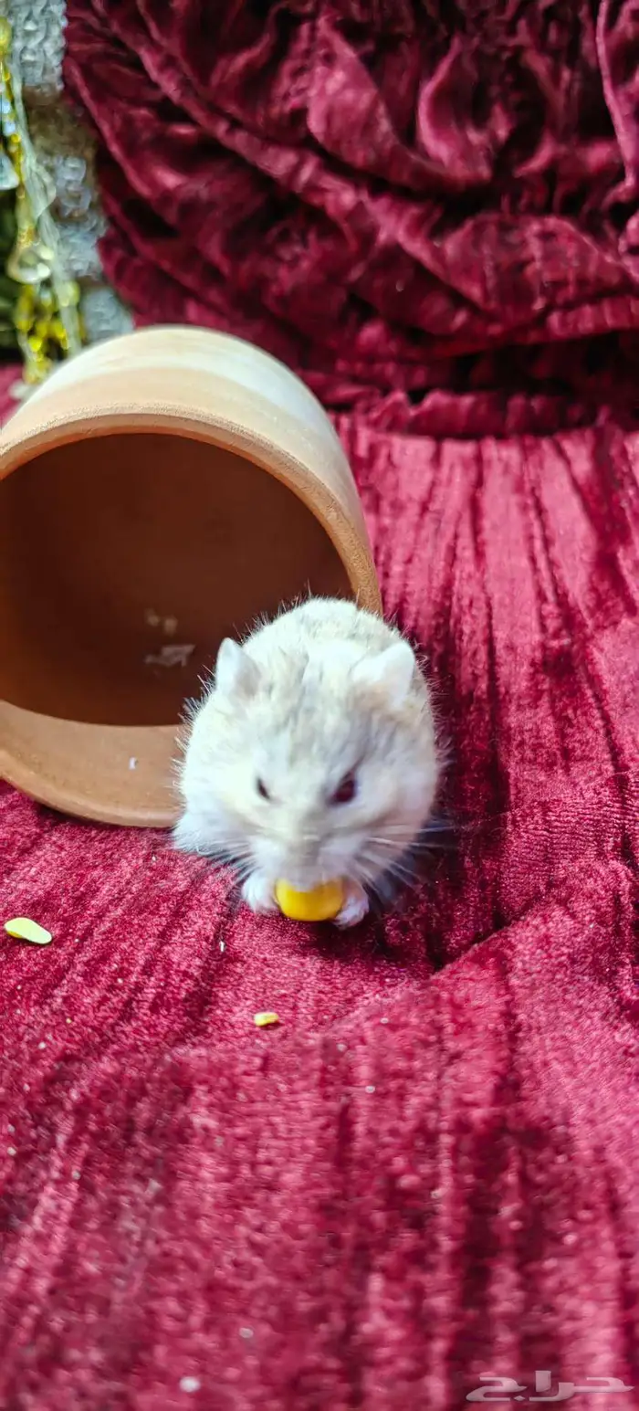 هامسترات روسية 2