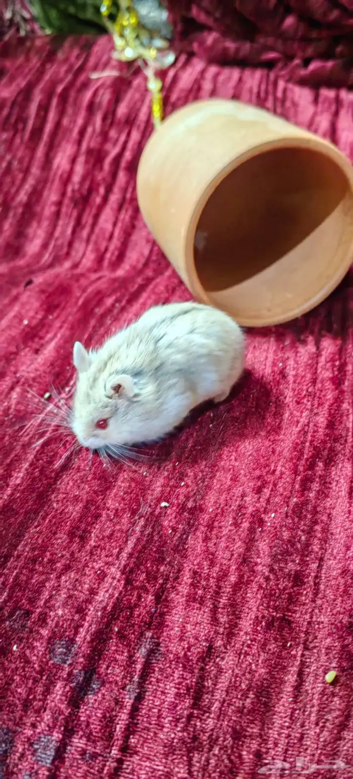 هامسترات روسية 4