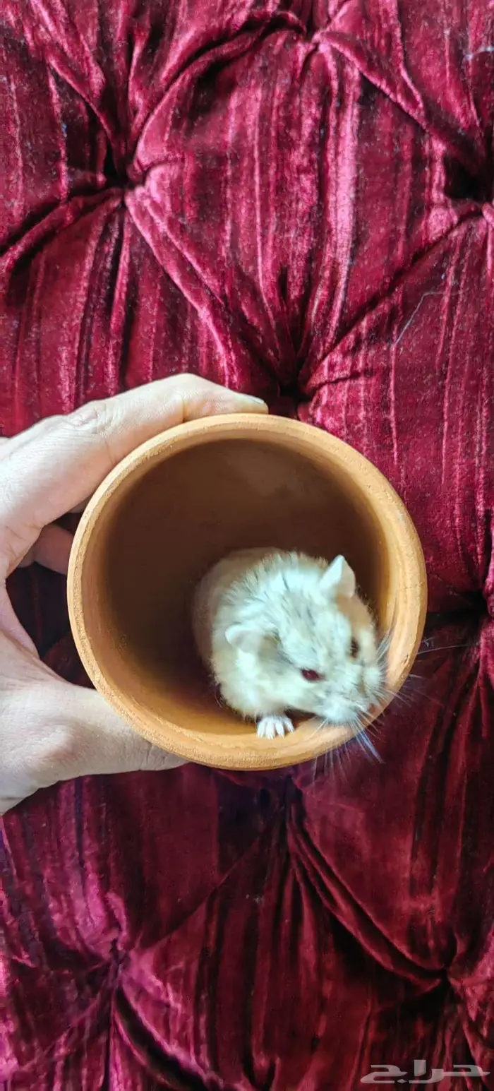 هامسترات روسية 9