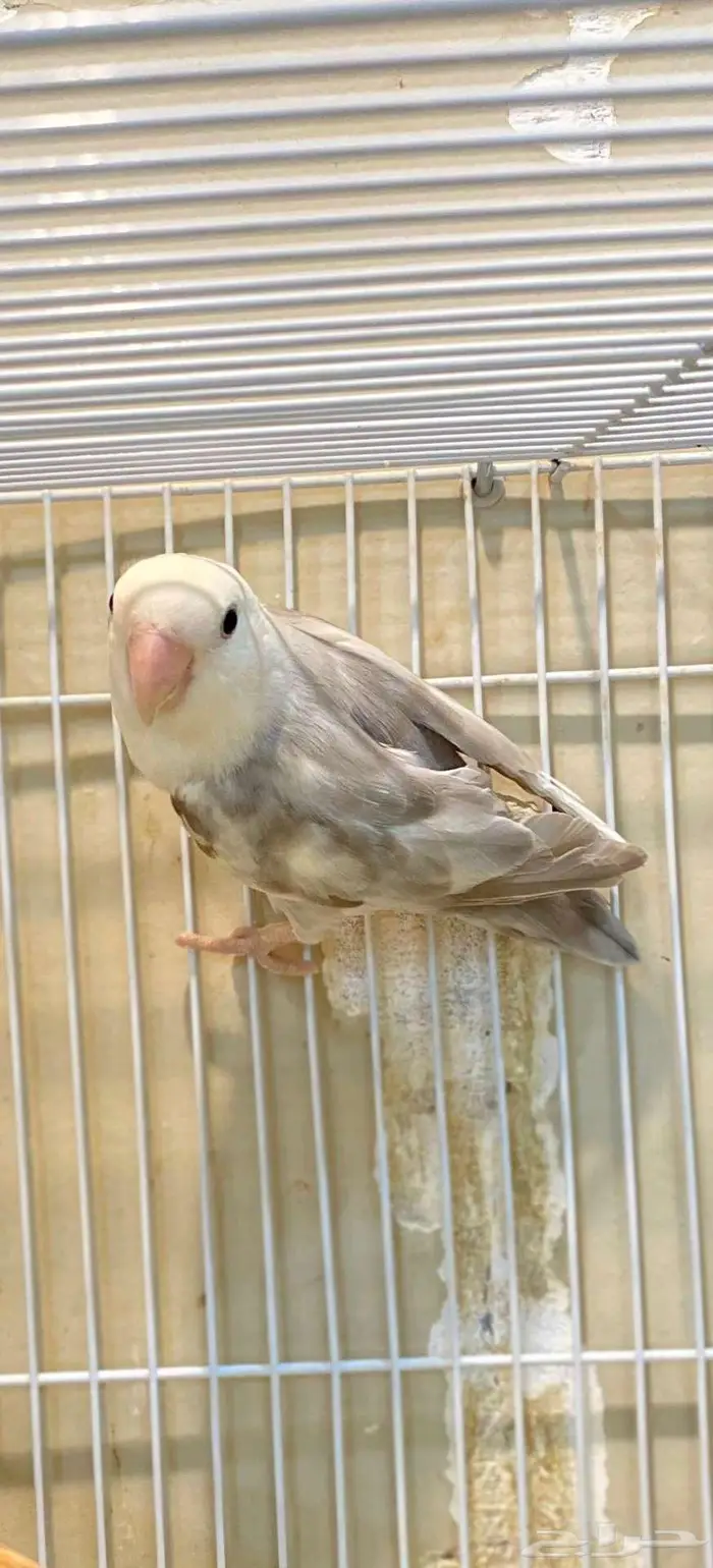 ذكر روز طفره 1