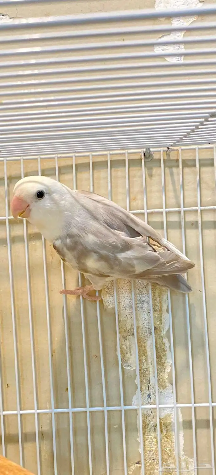 ذكر روز طفره 0