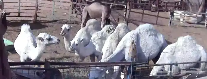 قعدان مفاريد للبيع 0