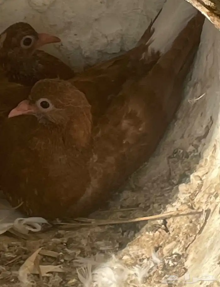 حمام مفقود 1