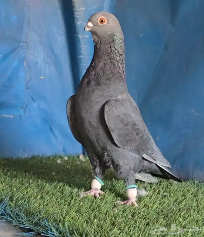 جوز بوز اسود بطل 6