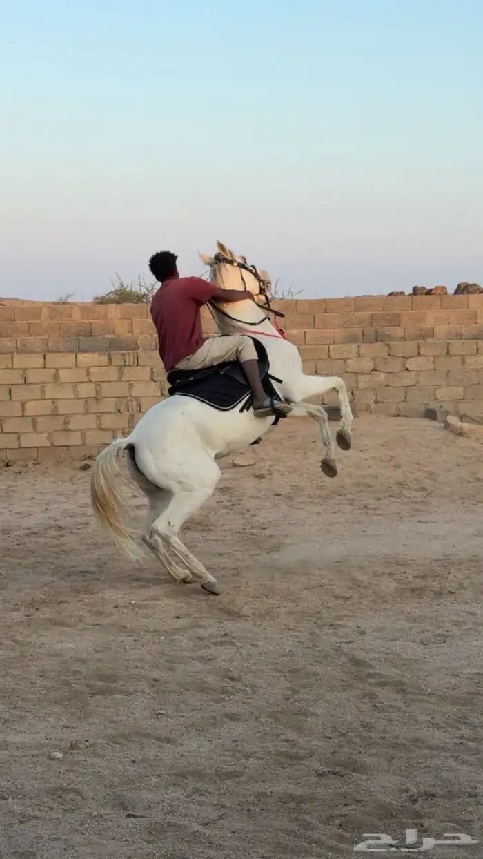 حصان جزيري 1