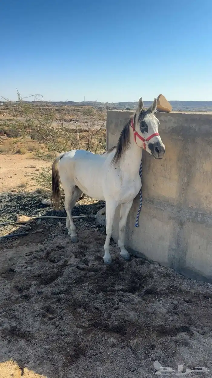 حصان جزيري 0