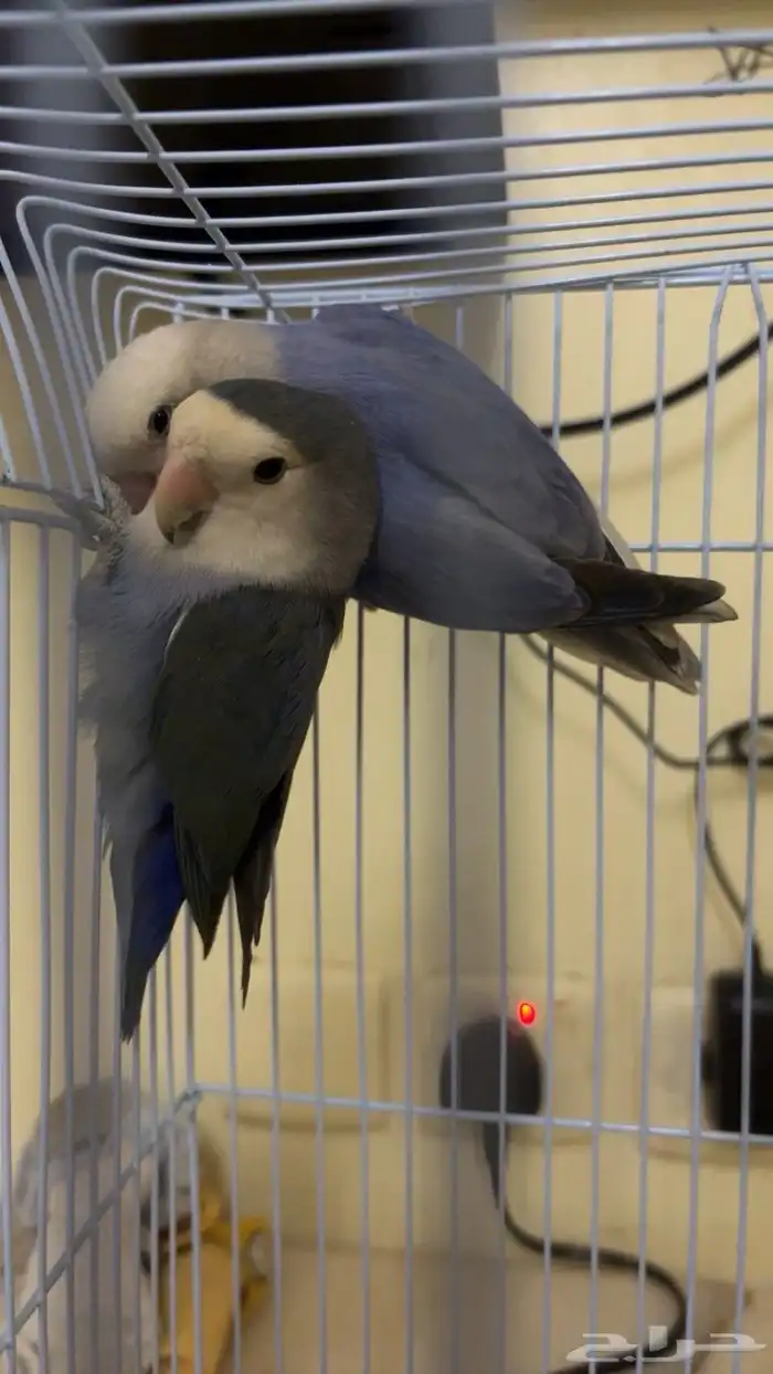 البيع روز اليف ومنتجين قبل 1