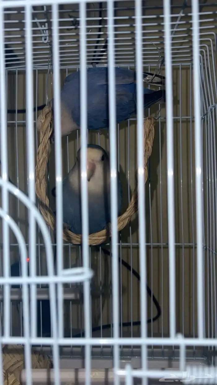 البيع روز اليف ومنتجين قبل 0