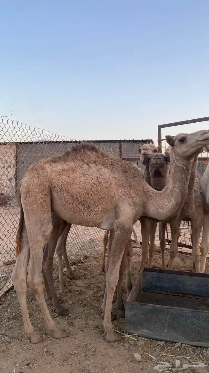 قعود مفرود 0