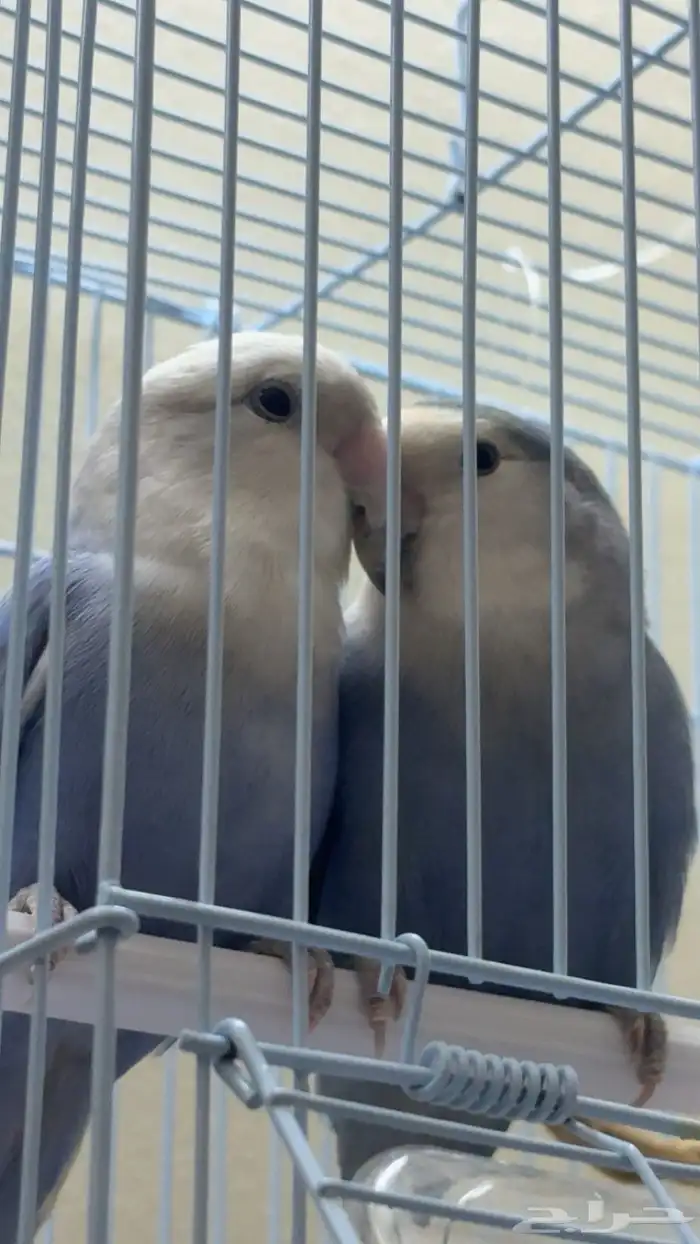 البيع روز اليف ومنتجين قبل 3