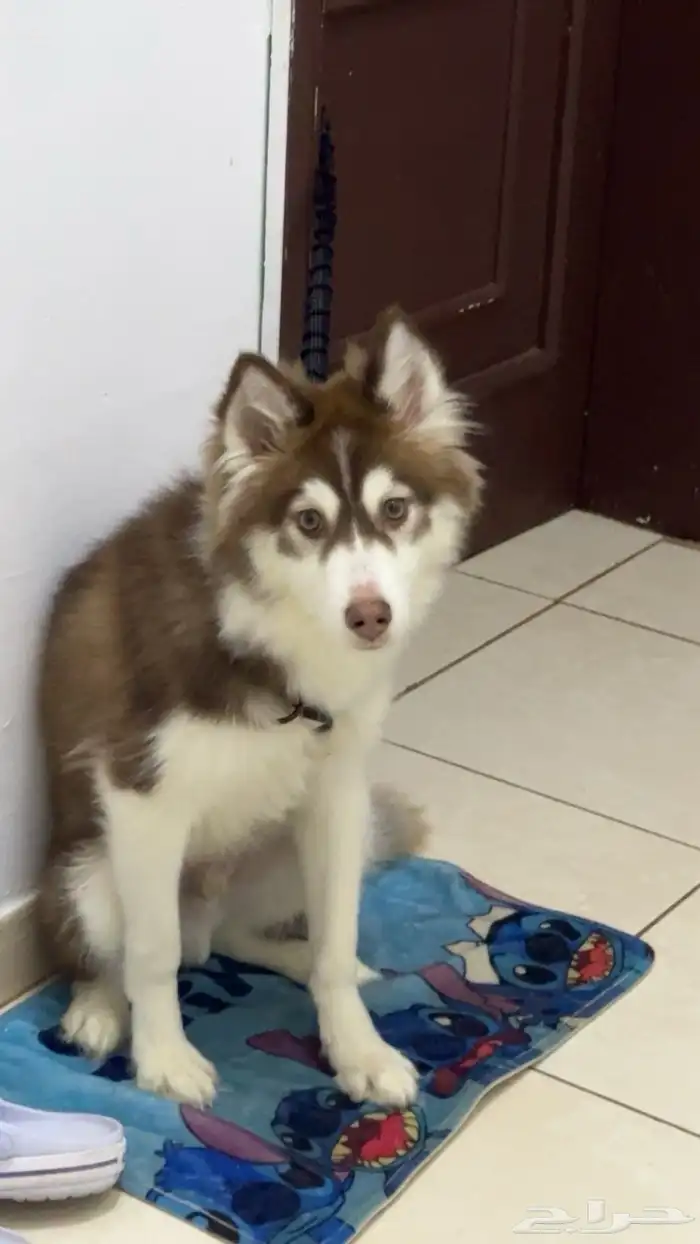 هاسكي للبيع 0