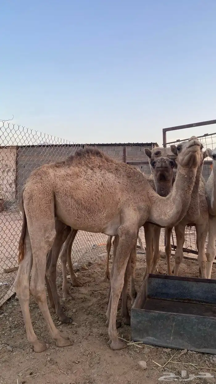 قعود مفرود 1