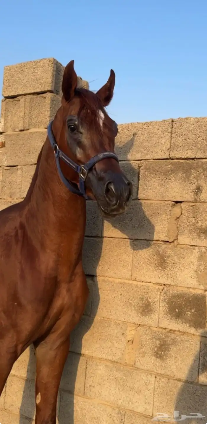 حصان اشقر 1