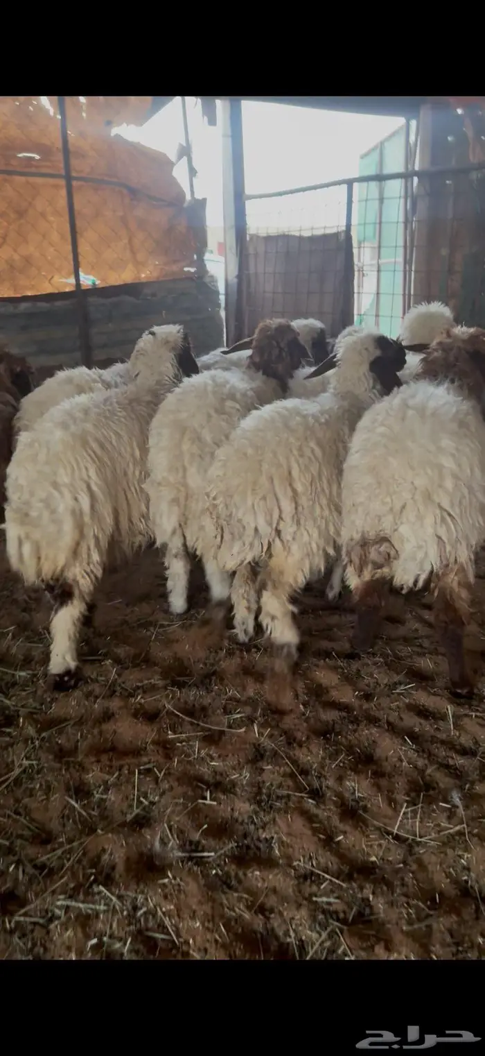 رخال نعيم مقاني او ذبح 1